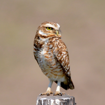 Burrowing Owl (2)